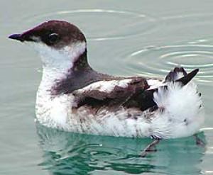 Marbled Murrelet